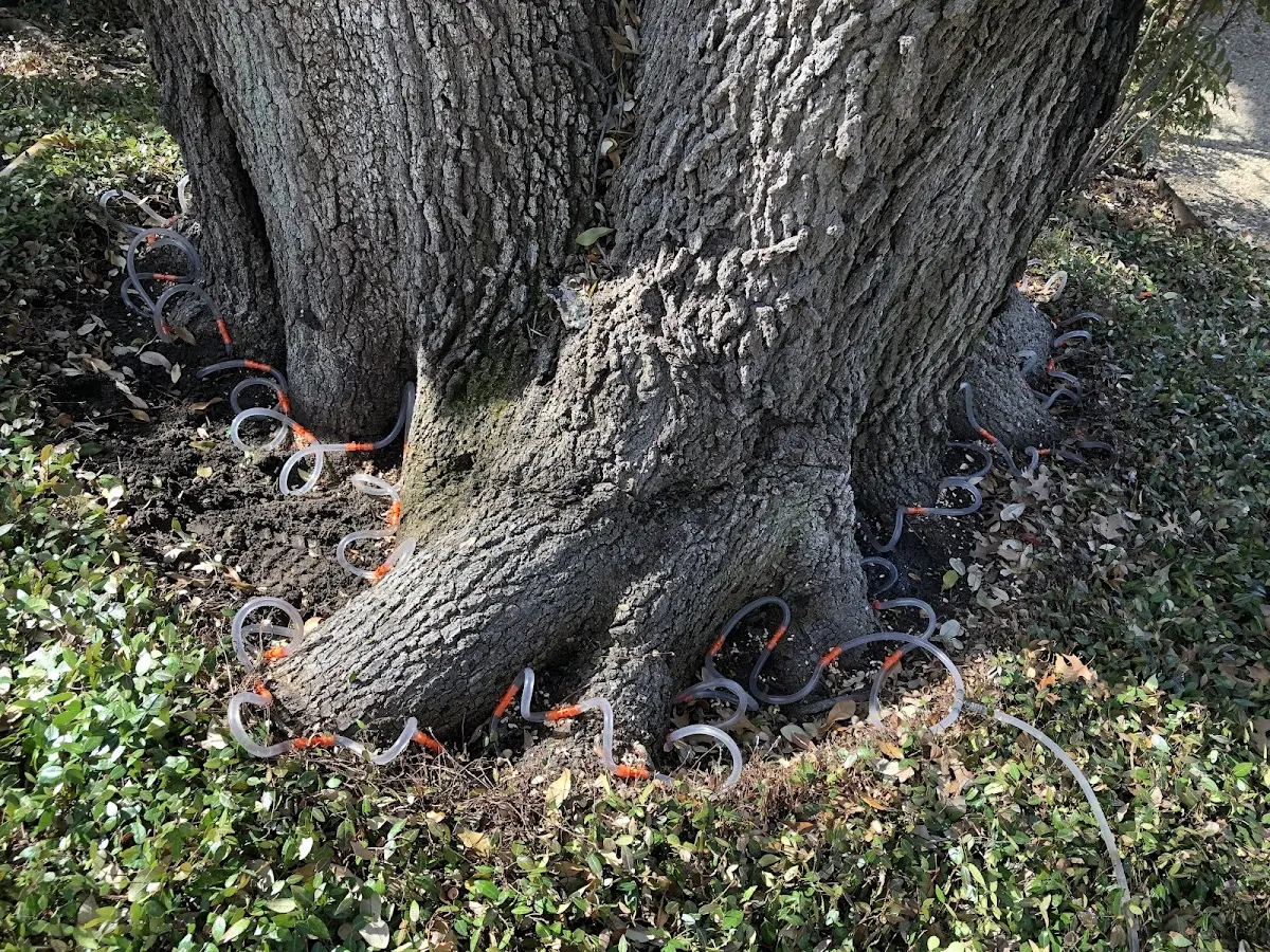 Detailed Tree Cabling and Bracing job site in Sentinel Butte