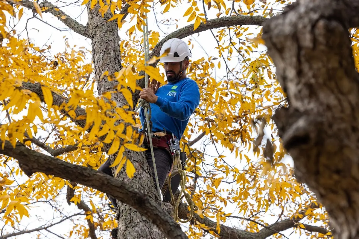 Skilled Tree Trimming crew working in Sentinel Butte