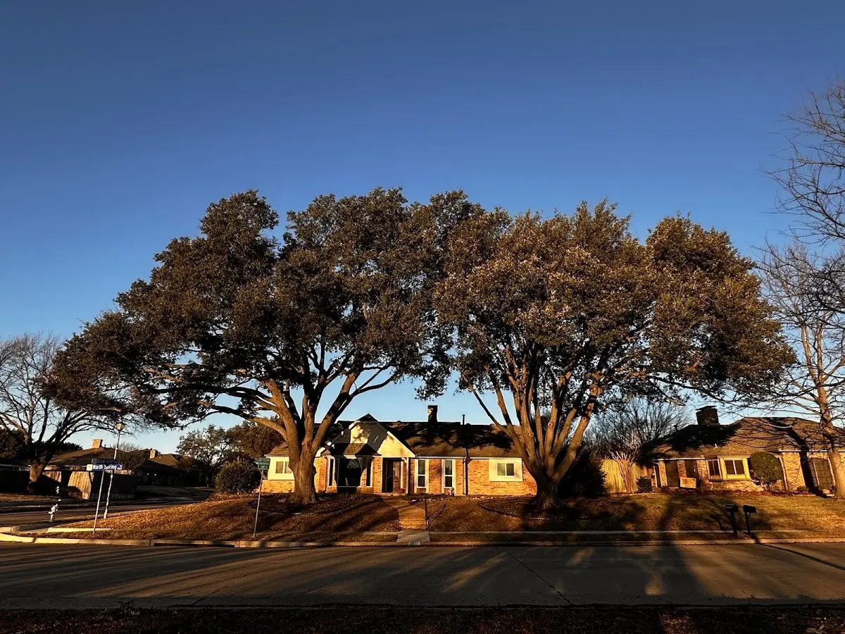 Established residential canopy tree shading a home in Sentinel Butte